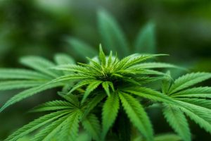 Scopri di più sull'articolo È legale coltivare marijuana in casa?