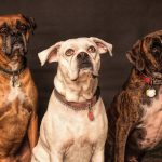 Reati contro gli animali