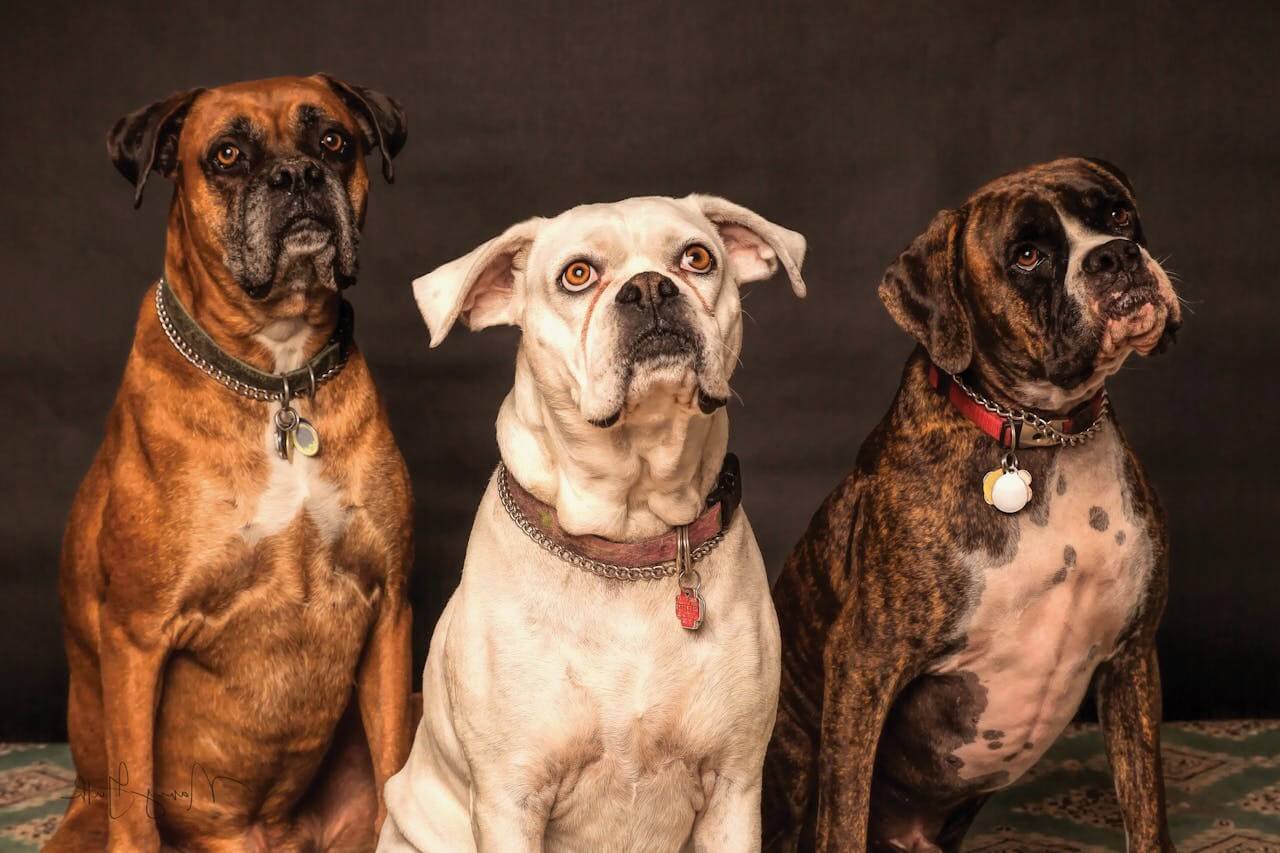 reati contro gli animali